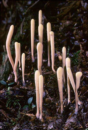 Clavariadelphus ligula